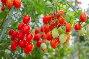 Почему помидоры кислые? 7 ошибок, которые лишают томаты сахара и аромата
