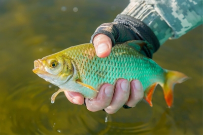 Нажмите для предварительного просмотра изображения