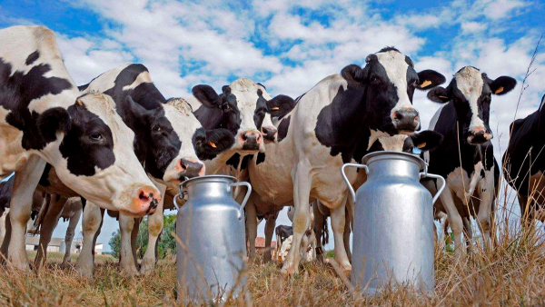 Сработали с плюсом: о производстве продукции животноводства в Копыльском районе