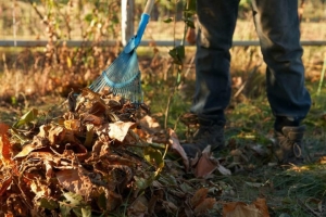 Где зимуют тля, долгоносик и плодожорка: осенний план защиты садовых деревьев
