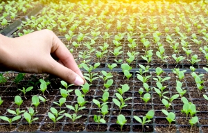 Вытянулась рассада - спасайте урожай: что делать, чтобы сеянцы шли в ширь, а не в рост