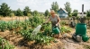 Жара +35 °C сжигает огород – 7 проверенных способов спасти грядки и урожай