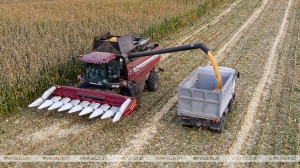 Урожай-2025: собрано 10,8 млн тонн зерна с учетом рапса и кукурузы