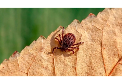 Нажмите для предварительного просмотра изображения