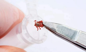 Как защититься от клещей? Поможет вакцинация