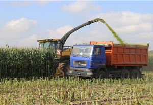 Закрома полны? Главные итоги кормозаготовительной кампании